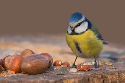 Walnut Bird Animal Titmouse Animals Wallpaper 4K 2715x1809 Ultrawide, QHD