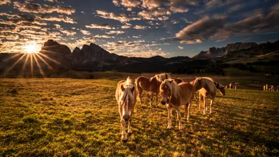 General Wallpaper 5118x2877 Animals Wallpaper 4K 5118x2877 Ultrawide, 4k