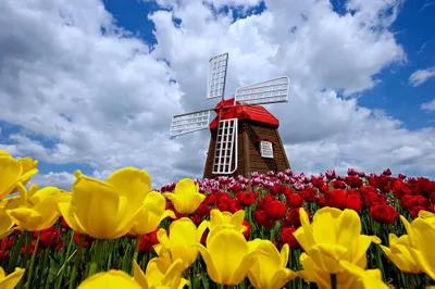 Vibrant Windmill Surrounded Wallpaper 4K, Nature category