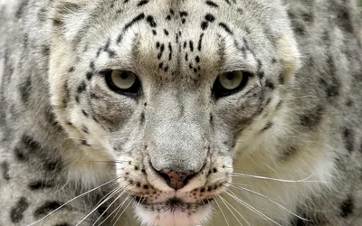 Close Snow Leopard Wallpaper 4K, Nature category