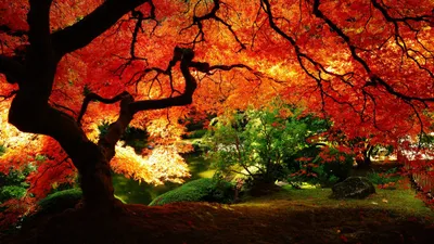 General Wallpaper 2558x1438 Nature Wallpaper 4K 2558x1438 Full HD, Ultrawide