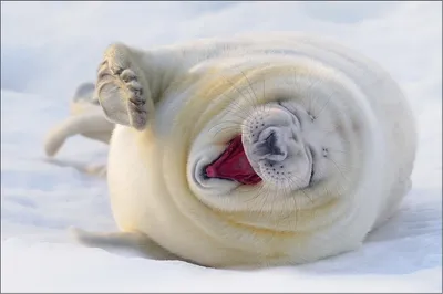 Smiling Seal Pup Lying Its Nature Wallpaper 4K 1998x1328 Seal, Full HD, Ultrawide