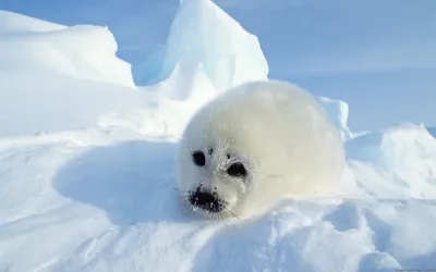 Close Fluffy White Nature Wallpaper 4K 1918x1198 Close-up, Seal, Ultrawide