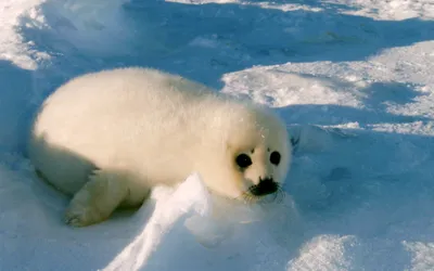 Young Seal Pup Resting Nature Wallpaper 4K 2558x1598 Seal, Full HD, Ultrawide