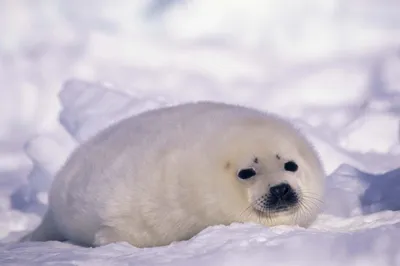 Close Fluffy White Nature Wallpaper 4K 2558x1701 Close-up, Seal, Full HD, Ultrawide