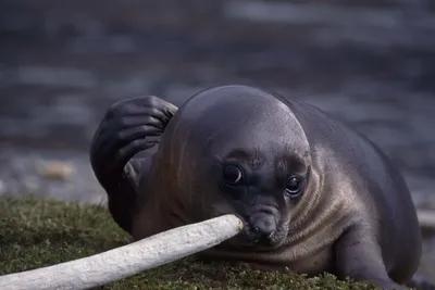 General Wallpaper 2558x1709 Animals Wallpaper 4K 2558x1709 Close-up, Sea, Lion, Full HD, Landscape