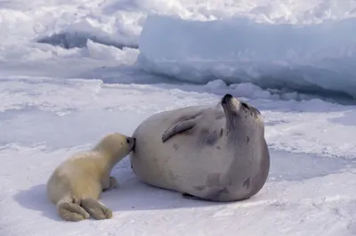 Seal Its Pup Resting Icy Nature Wallpaper 4K 2558x1696 Seal, Full HD, Ultrawide