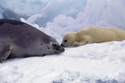 General Wallpaper 2558x1695 Nature Wallpaper 4K 2558x1695 Seal, Full HD, Ultrawide