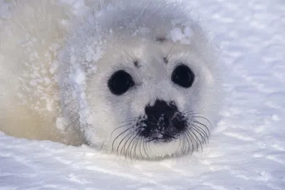Quad Animal Seal Close White Nature Wallpaper 4K 2558x1705 Quad, Seal, Close-up, Full HD, Ultrawide
