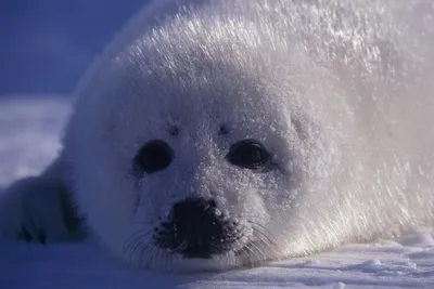 General Wallpaper 2558x1706 Nature Wallpaper 4K 2558x1706 Close-up, Seal, Full HD, Landscape