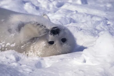 General Wallpaper 2558x1708 Nature Wallpaper 4K 2558x1708 Close-up, Seal, Full HD, Landscape