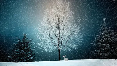 Serene Winter Lone Bunny Nature Wallpaper 4K 4638x2608 Ultrawide, 4k