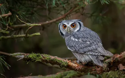 Vivid Owl Perched Moss Nature Wallpaper 4K 1918x1198 Moss-covered, Ultrawide