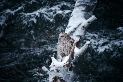 General Wallpaper 7150x4766 Nature Wallpaper 4K 7150x4766 Snow-covered, Ultrawide, 4k