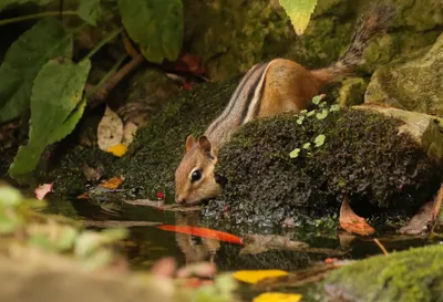 Rodent Animal Chipmunk Wallpaper 4K, Animals category