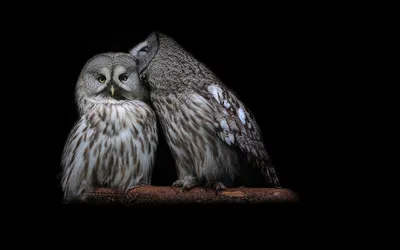 Two Detailed Owls Black/Dark Wallpaper 4K 1918x1198 Ultrawide