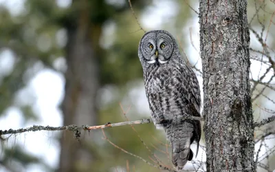 Majestic Owl Perched Branch Surrounded Nature Wallpaper 4K 2558x1598 Full HD, Ultrawide