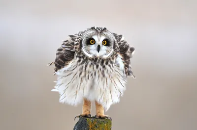 Definition Owl Yellow Eyes Perched Abstract Wallpaper 4K 3316x2202 High-definition, Ultrawide, QHD