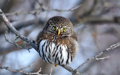 Captivating Owl Perched Branch Abstract Wallpaper 4K 1918x1198 Ultrawide