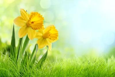 Vibrant Yellow Daffodils Nature Wallpaper 4K 5760x3840 A, Hd, Desktop, Wallpaper, Featuring, Vibrant, Yellow, Daffodils, Amid, Lush, Green, Grass, White, Landscape, 4K