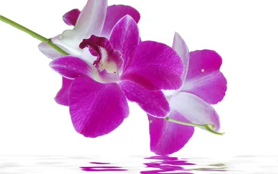 Vibrant Pink Orchid Reflected Nature Wallpaper 4K 1920x1200 A, Vibrant, Pink, Orchid, Reflected, On, Serene, Water, Surface, Showcasing, Beauty, Nature, White, Ultrawide, Full HD