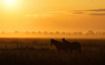 Serene Countryside Landscape Nature Wallpaper 4K 3840x2400 A, Serene, Countryside, Landscape, At, Sunrise, Featuring, Silhouettes, Horses, Against, Misty, Backdrop, Purple, Orange, Ultrawide, 4K