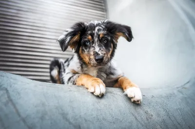 Bold Puppy Wallpaper Animals Wallpaper 4K 2560x1707 Puppy, Baby, Animal, Australian, Shepherd, Hd, Desktop, White, Landscape, QHD