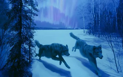 Two Wolves Run Wallpaper 4K, Nature category