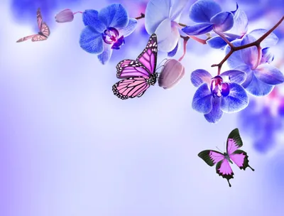 Vibrant Vibrant Wallpaper Nature Wallpaper 4K 5000x3800 A, Vibrant, Hd, Wallpaper, Featuring, Blue, Orchids, And, Delicate, Butterflies, Set, Against, White, Landscape, 4K