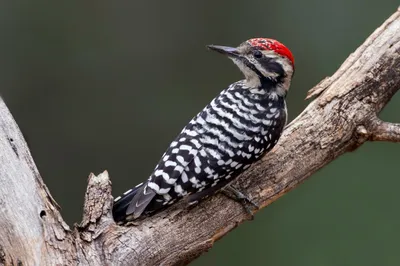 Black White Woodpecker Bird Animals Wallpaper 4K 2046x1363 Black-and-white, Full HD, Ultrawide