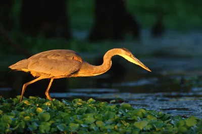 Quad Heron Animal Wading Green Animals Wallpaper 4K 3070x2046 Quad, Ultrawide, QHD