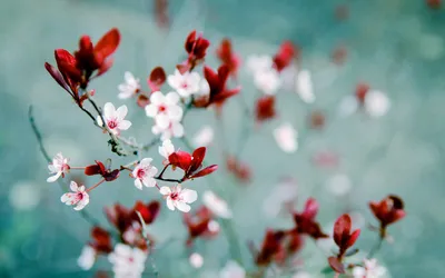 Delicate White Red Wallpaper 4K, Abstract category