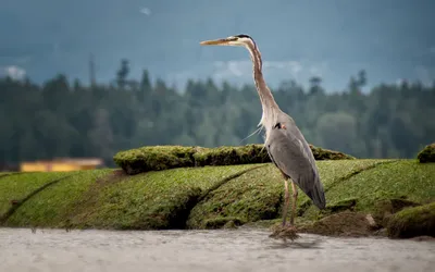 Heron Standing Moss Covered Surface Nature Wallpaper 4K 1918x1198 Moss-covered, Ultrawide