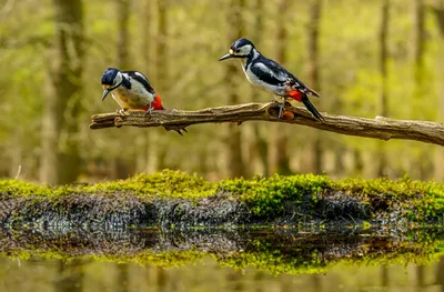 General Wallpaper 1918x1263 Animals Wallpaper 4K 1918x1263 Ultrawide