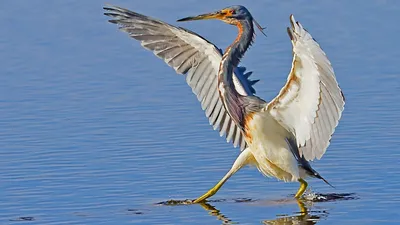 Heron Wings Spread Stepping Abstract Wallpaper 4K 1918x1078 Ultrawide