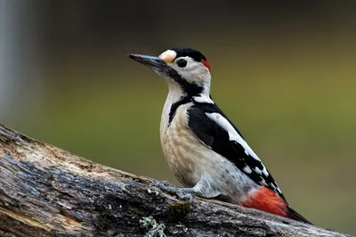 Animal Woodpecker Animals Animals Wallpaper 4K 1998x1331 Full HD, Ultrawide