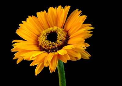 Sleek Vibrant Wallpaper Black/Dark Wallpaper 4K 4608x3249 A, Vibrant, Sunflower, In, Full, Bloom, Against, Black, Captured, Striking, Detail, Ultra, Orange, Yellow, Purple, Landscape, 4K