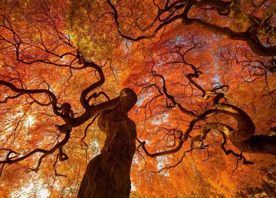 Breathtaking Vibrant Fall Foliage Nature Wallpaper 4K 1835x1315 A, Breathtaking, View, Of, Vibrant, Fall, Foliage, In, Tokyo, Park, Showcasing, Intricate, Brown, Orange, Landscape