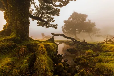Foggy Landscape Portugal Trees Covered Nature Wallpaper 4K 1920x1282 A, Foggy, Landscape, In, Portugal, Showcasing, Trees, Covered, Moss, Gentle, Stream, Hazy, White, Full HD