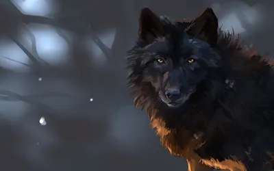 Close Dark Wolf Wallpaper 4K, Animals category