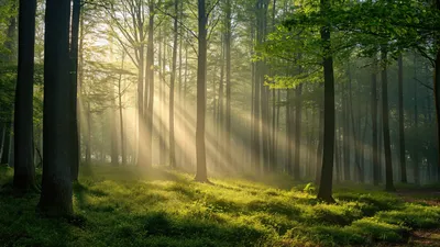 Forest Nature Nature Wallpaper 4K 1920x1080 Gray