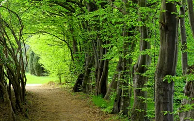 Vivid Forest Wallpaper Nature Wallpaper 4K 2560x1600 Brown