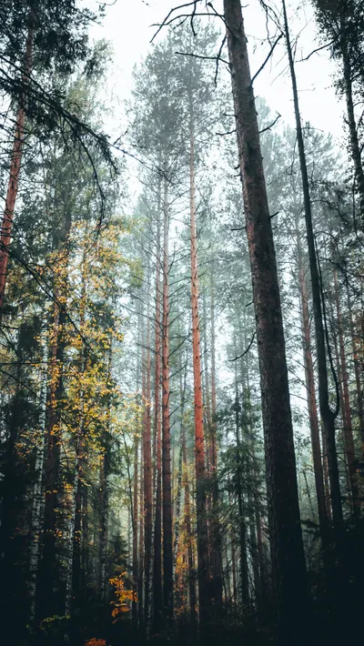 Trees Forest Nature Nature Wallpaper 4K 2189x3884 White, Gray