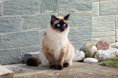 Cat Animal Siamese Animals Wallpaper 4K 2135x1423 Cat, Animal, Siamese, Hd, Desktop, Wallpaper, Gray, Ultrawide, Full HD