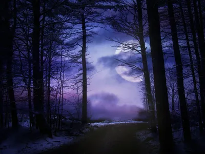 Forest Nature Wallpaper 4K, Nature category