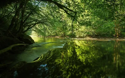 Forest Cave Nature Wallpaper 4K, Nature category