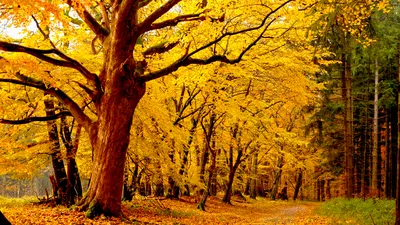 Nature Forest Sunlit Autumn Beneath Nature Wallpaper 4K 1920x1080 Hd, Pc, Desktop, Wallpaper, Nature, Forest, Scene, Of, Sunlit, Autumn, Path, Beneath, Orange, Ultrawide, Full HD