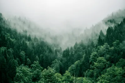 Forest Pictures Images Unsplash Contributors Nature Wallpaper 4K 3000x1993 White
