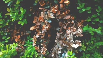 Anime Wallpaper 1918x1078 Abstract Wallpaper 4K 1918x1078 Tea, Ultrawide