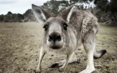 Kangaroo Joey Its Abstract Wallpaper 4K 2558x1598 Joey, Full HD, Ultrawide